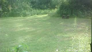 Barnes Lake Bears 3