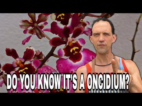 How to Identify Oncidium Orchids | A Comprehensive Guide