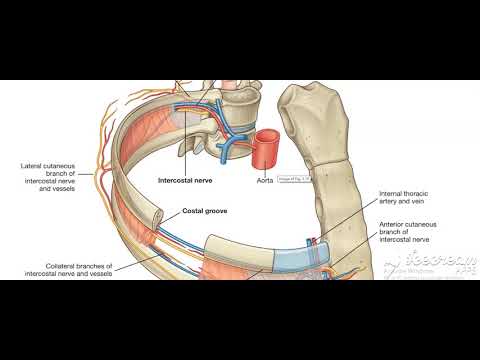 Thoracic cage