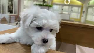 ハーフ犬の動画01