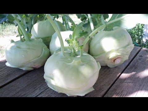 Cooking the Harvest: Kohlrabi Hashbrowns
