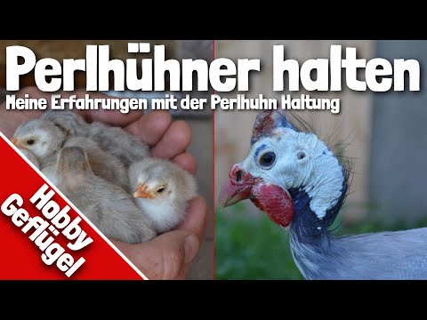 Perlhühner halten | Verhalten | Geschlecht bestimmen | Haltung | Küken