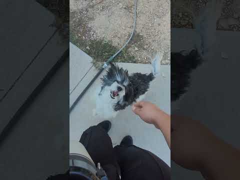 que recibimiento 🤗😅🫣🫠  #dog #dogelover #dogshorts #destacar #proud #amorpropio