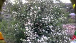 Aşiq Qərib İncəliLayla de laylaSöz Oktay Xalloğlu abunə olaşıq musiqisi