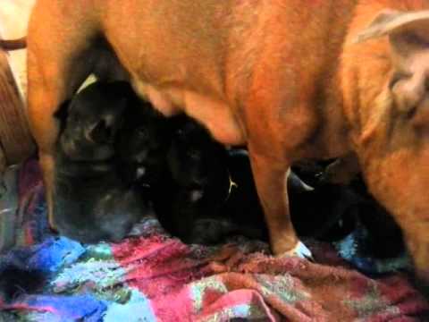 Coffee koji stenatka