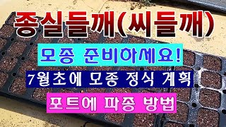 [텃밭농부 1,510]  들깨모종 지금 파종하세요.  포트에 파종하는 방법. #들깨재배 #들깨모종