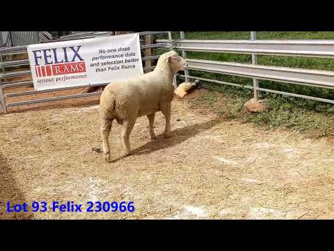 Lot 93 Felix 230966
