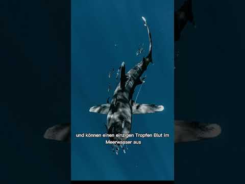 Haie: Meister der Meere - Die faszinierende Welt der Ozean-Prädatoren