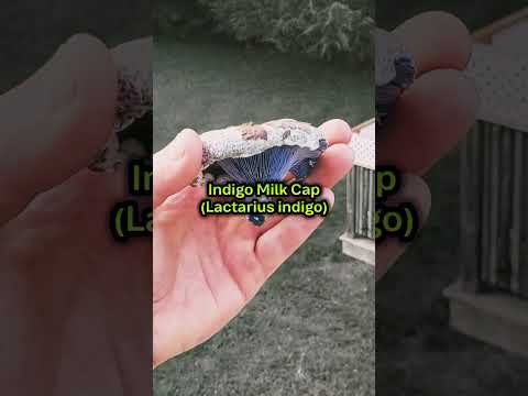 Alien Mushrooms That Look Out of This World!