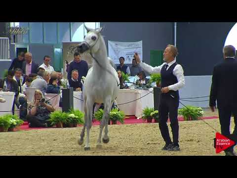 N.87 FREE GANGES - Milan 2018 - 7-9 Years Old Stallions (Class 11)
