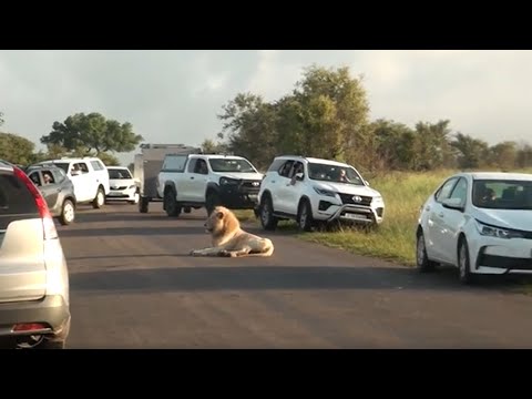 White Lion Causes Huge Traffic Jam In Kruger National Park