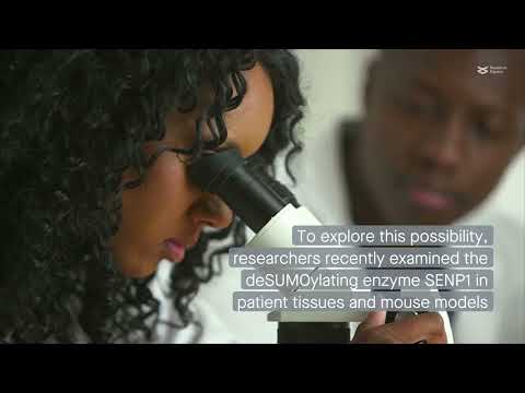 Inhibiting the protein SENP1 may help treat idiopathic pulmonary fibrosis