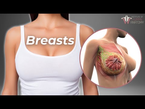 Why Breasts Are So Important