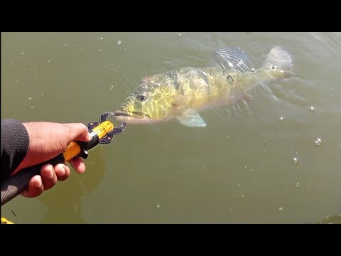 Pescaria de tucunaré azul em flores de Goiás. Lugar muito bom pra pesca esportiva!!! 