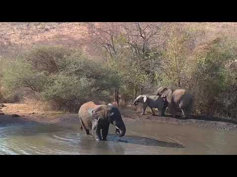 Kwa: Elephant herd getting a drink and good soaking - 15:33 - 08/19/19