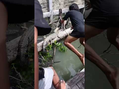 พวกเขาบังเอิญเจอเจ้าสิ่งนี้ #wildlife #animals #nature #ular #buaya #python