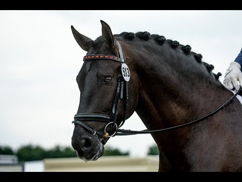 POETA DE SUSAETA - MEDALLA DE PLATA 5 AÑOS - CAMPEONATO ESPAÑA CABALLOS JÓVENES 2017