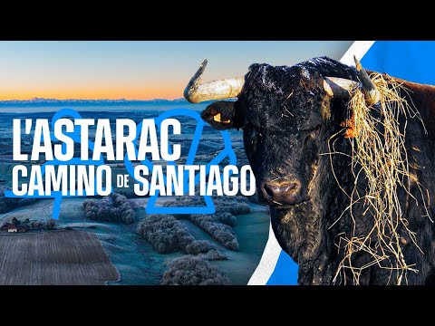 GANADERIA CAMINO DE SANTIAGO | ASTARAC – Frío y Seriedad en el Cantaou