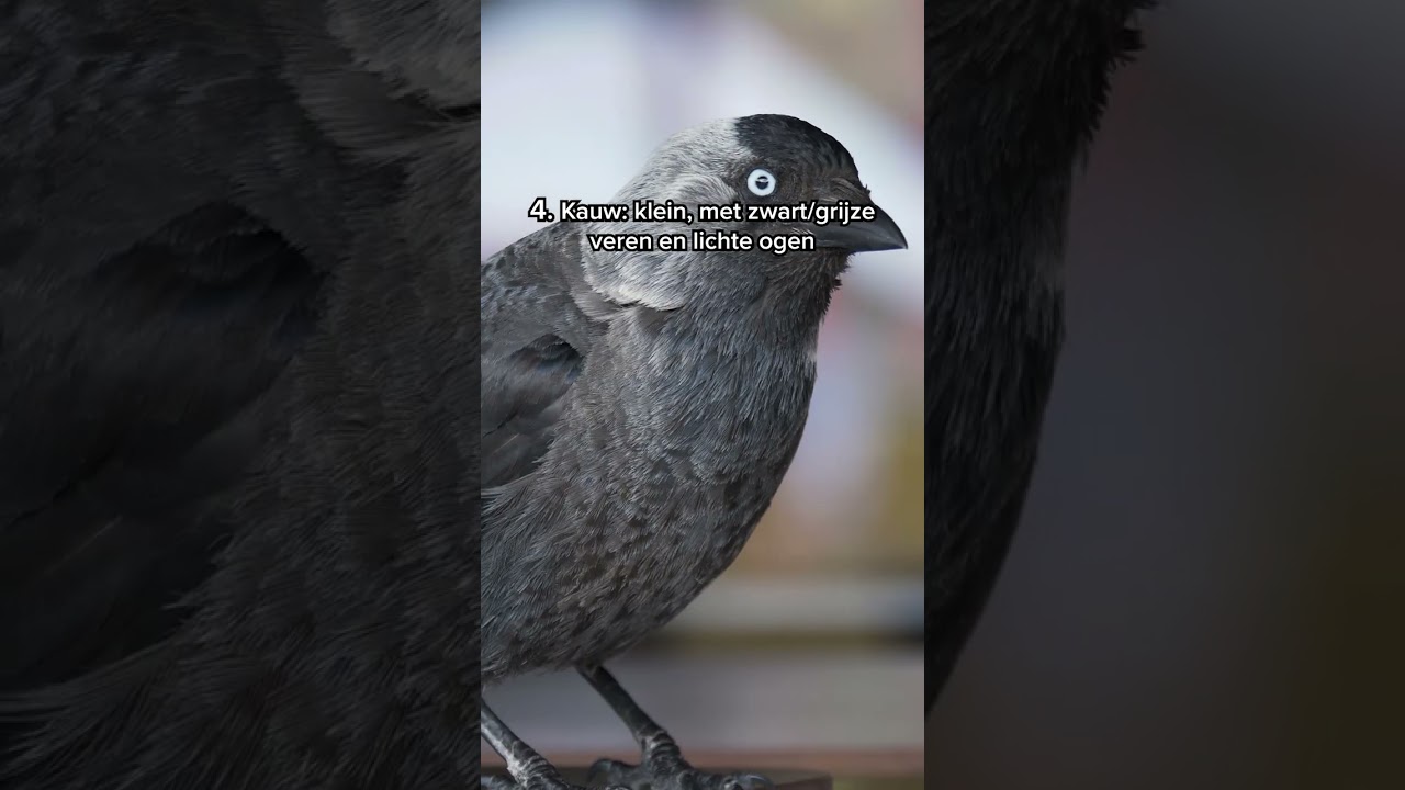 De slimste vogels van Nederland: onze kraaiachtigen!