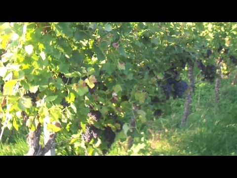 in den Weinbergen im Remstal