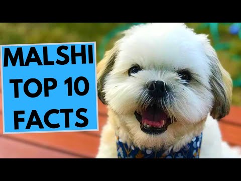 Malshi - TOP 10 Interesting Facts