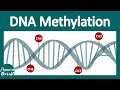 DNA Methylation What Is DNA Methylation And Why Is It Important