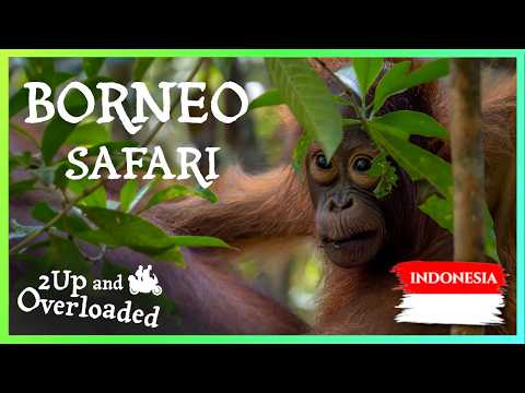 1.000.000 di stelle sulla terra – Uno spettacolo segreto strabiliante in Indonesia 🇮🇩