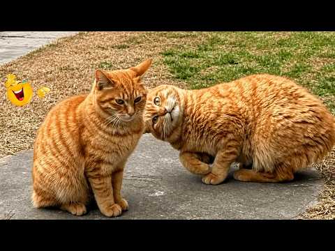Best Cat Moments 🐈 | TRY NOT TO LAUGH – FUNNY Cat FAILS Compilation 😹😂
