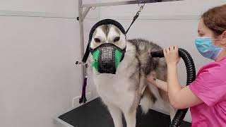 Wolf-like Husky Dog Not Impressed With Grooming
