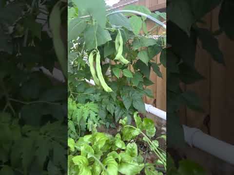 Short backyard sandponics tour.