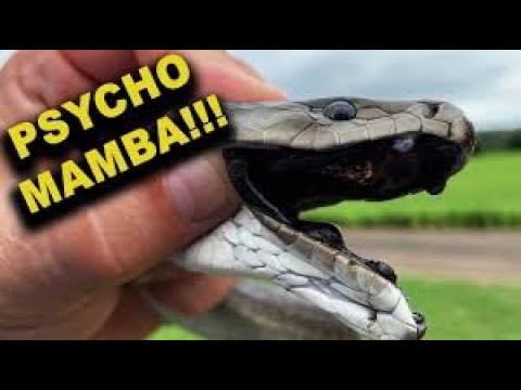 Black Mamba The extremely potent venom in Africa| Tell Prathap to send his Drone!!!