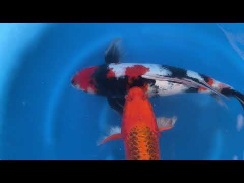 202110 SP-A595 Yamasan Sansai Longfin Showa Kin Matsuba 50-55cm WYSIWYG