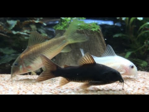 コリドラス水槽・コリドラス稚魚〜Juvenile corydoras, corydoras tank〜