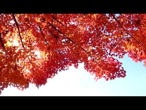 Thể hiện bởi Trần Thái Hòa