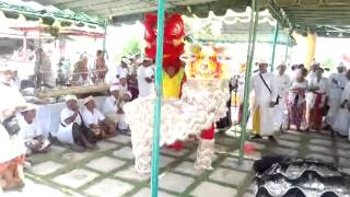 preview picture of video 'barongsay barongsai naga denpasar show di pura campuhan padang galak sanur Bali'