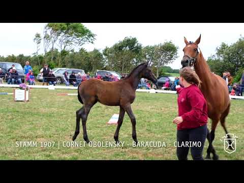 Fohlenschau 2018 | Hengstfohlen | Cornet Obolensky - Baracuda - Clarimo | Stamm 1907 | ZG Andresen