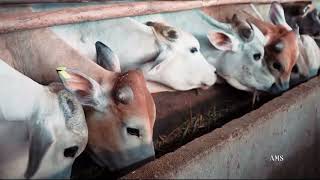 អ្អកជំនាញ ថា ការចិញ្ចឹមគោ ឬក្របី យកសាច់លក់តាមបច្ចេកទេស កសិករអាចមាន ឱកាសចំណេញច្រើន ....