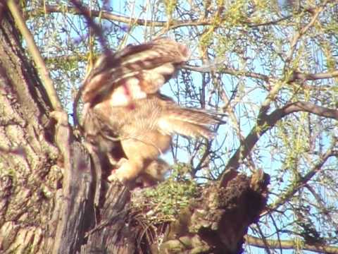 4 23 17 Great  Horned owlets spread wings