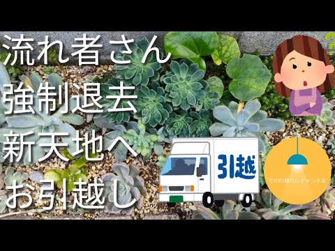 香りの良いストーンワート、ツワブキ 植物
