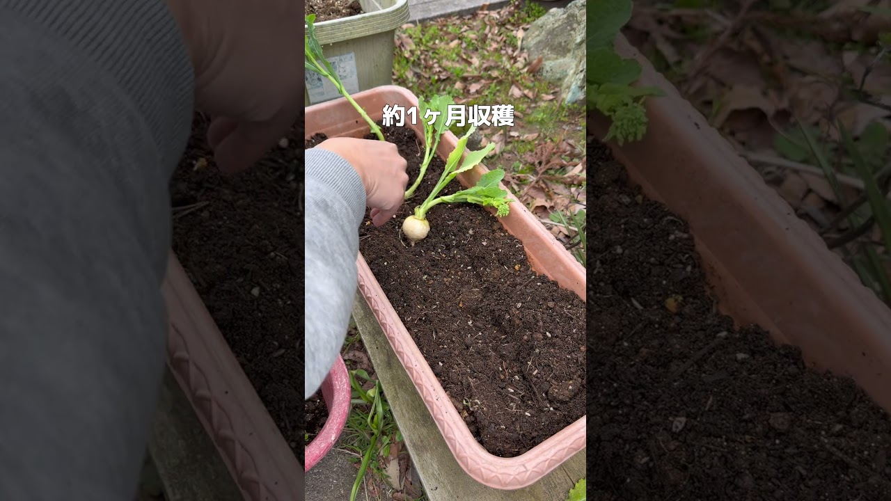 母の畑のカブをプランターに植え直してカメ用に葉っぱを育てる