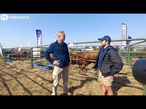Ons gesels met Rudi oor hoekom hy met Limousin teel asook wat hy na die OTVL veiling gebring het.