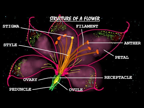 24. VISUAL DICTIONARY: FLOWER