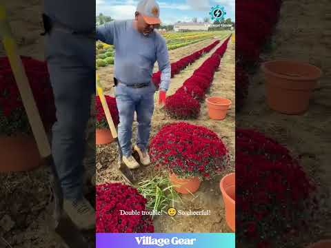 This Gardener's Got Flower Magic! 🌸✨ And She's SO Happy! #gardening #flowers #chrysanthemums