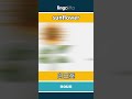 sunflower - 向日葵 video thumbnail