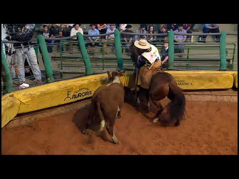 Classificatória Gaúcha - 6º lugar machos - Capanegra Tempero Indiano (Mangueira II)