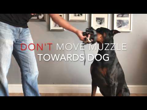 Muzzle Desensitization by Michael Shikashio