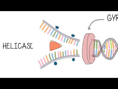 DNA Structure and Replication - IB Biology HL (animation)