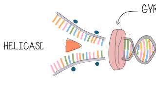 DNA Structure and Replication - IB Biology HL (animation)