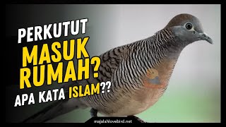 Download lagu 6 Meanings of a Turtle Dove Entering the House, What Does It Mean According to Islam? mp3