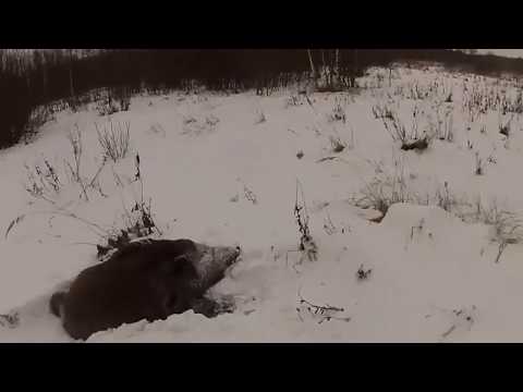 Охота на кабана